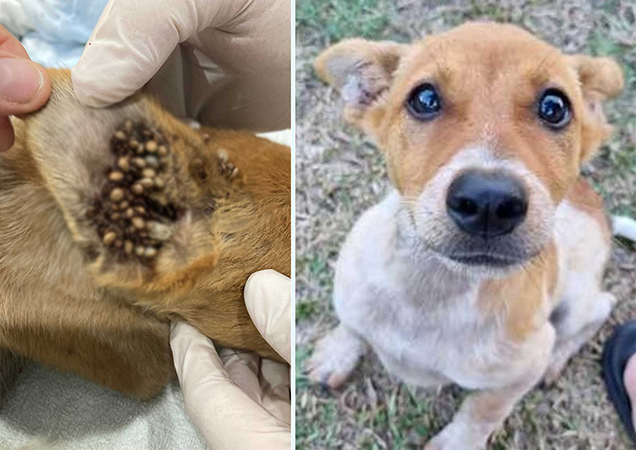 Puppy Colby with severe tick burden